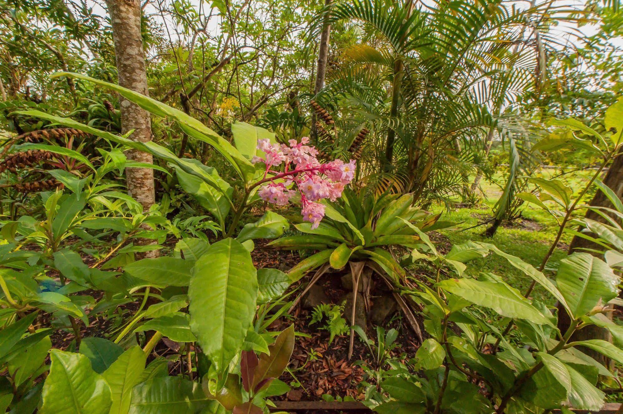 克拉罗卢纳酒店 Monteverde 外观 照片